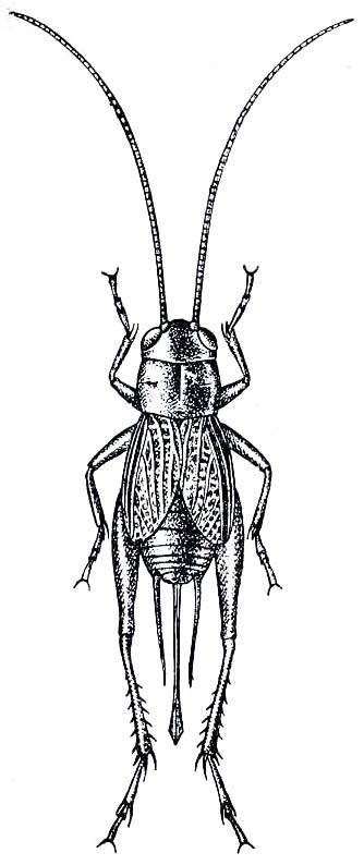 Gryllus (Gryllus) vernalis Blatchley, 1920: Fig. 238. female (body length 15-16.5 mm, ovipositor 10.5-11.5 mm). (Otu).