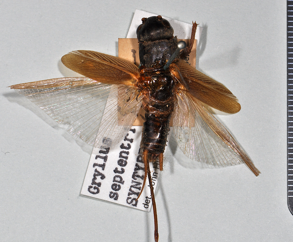 Gryllus (Gryllus) assimilis assimilis (Fabricius, 1775): copyright Natural History Museum, London. female of synonym Gryllus septentrionalis (syntype). (Otu).