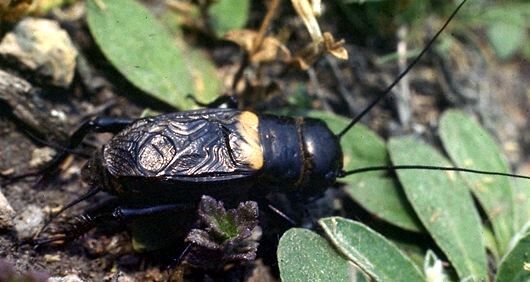 Gryllus (Gryllus) campestris Linnaeus, 1758: male (Wettin near Halle/Saale, Germany). (Otu).