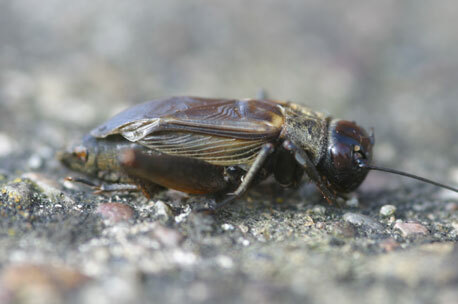 Acheta hispanicus Rambur, 1838: individual from Gran Canaria. (Otu).
