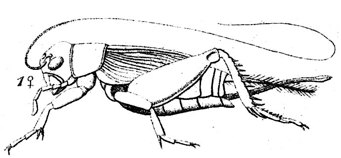 Acanthogryllus fortipes (Walker, 1869): Pl.14, Fig.22(1). female, lateral view. (Otu).