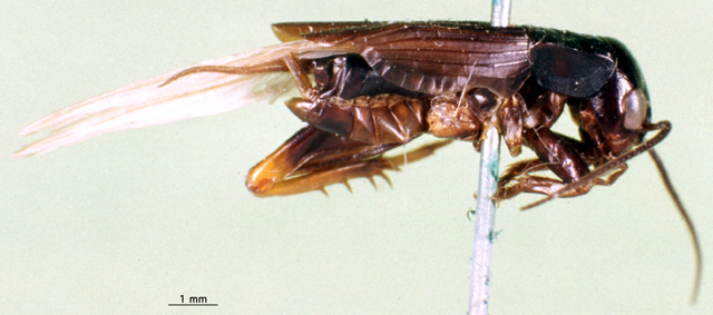 CollectionObject 1500735; b83c1bd0-ecf1-4a36-8f64-123182e484cb, MfN 4275: female, lateral view (holotype). (CollectionObject).