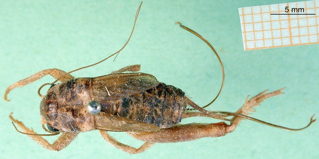 CollectionObject 1500736; 0cc89c07-20f7-4821-bcd3-1a70b8c3e167, MfN 1081: female, dorsal view (holotype). (CollectionObject).