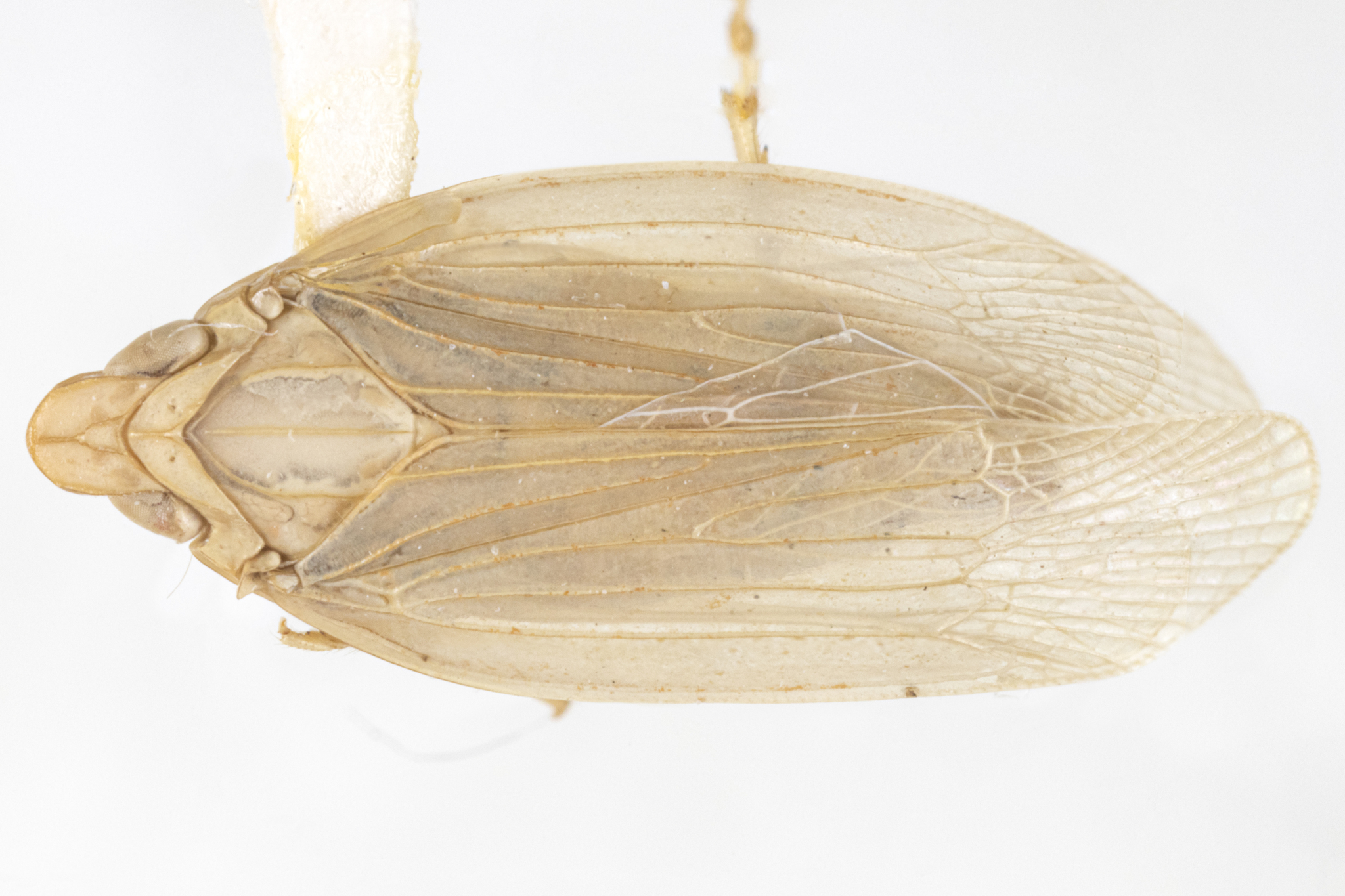 Habitus, dorsal view: (Observation).