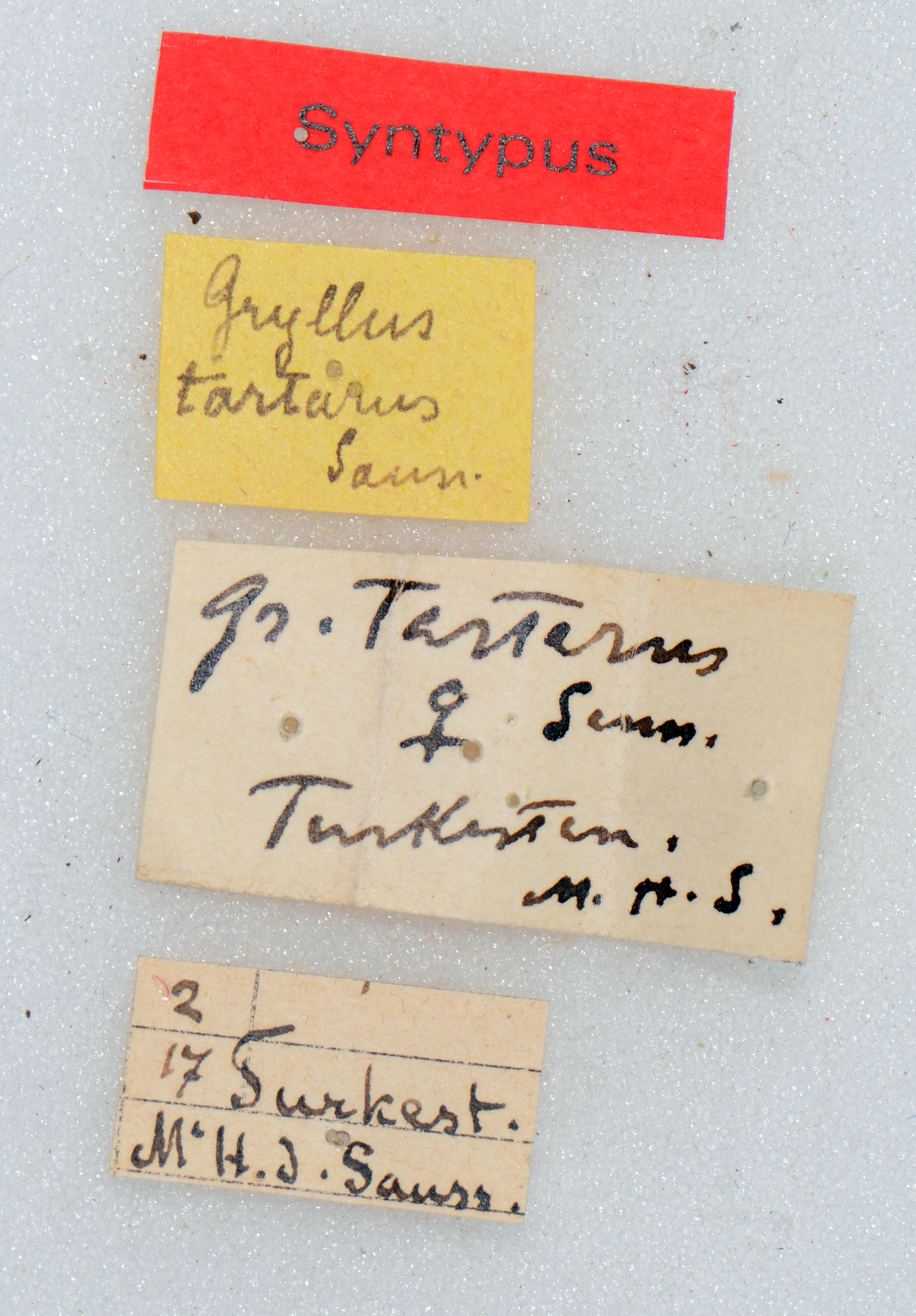 CollectionObject 1505979; 31f854d0-a4f7-45fe-bdf0-416a4d76e2c0: labels (syntype). (CollectionObject).