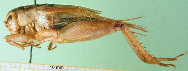 CollectionObject 1501916; 11cfed83-aef1-4d8c-a234-f209a284902c: male, lateral view. (CollectionObject).