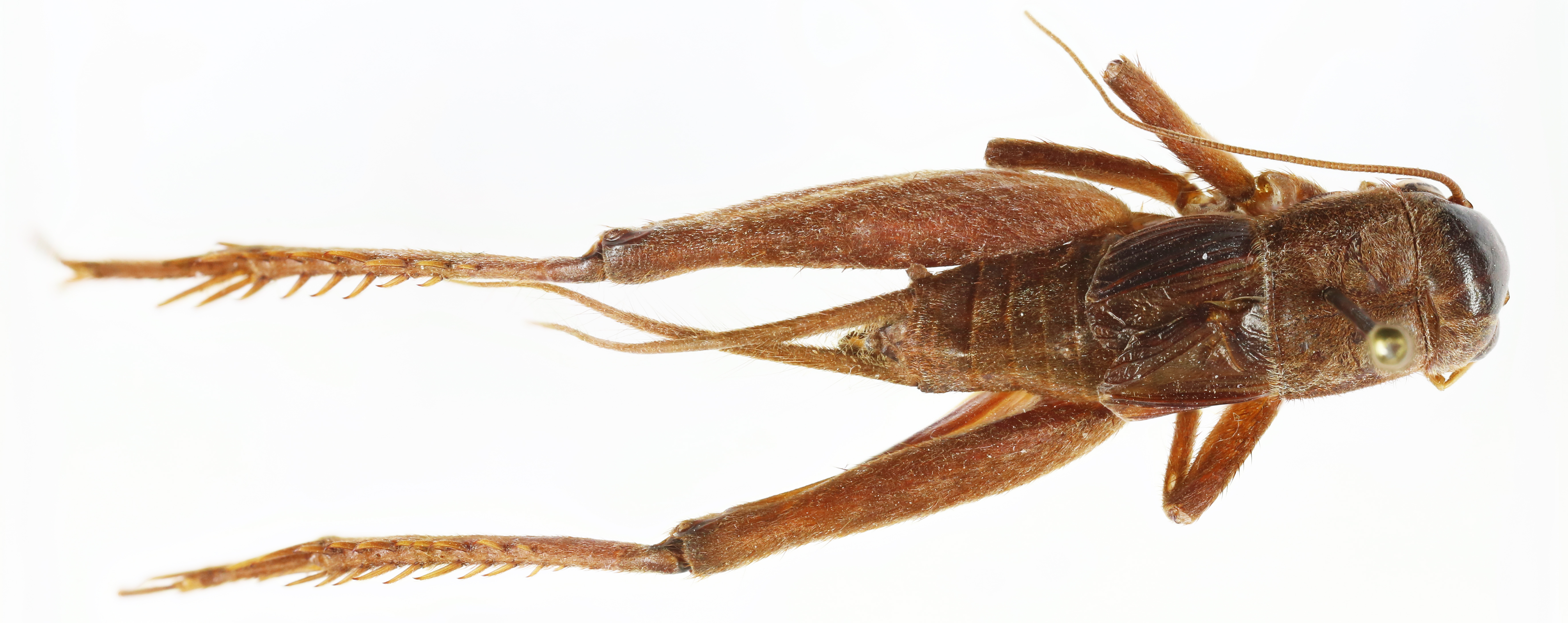 CollectionObject 1587000; 4b408b4e-bd72-4931-b80e-e276417f4fb9: male, dorsal view (syntype). (CollectionObject).