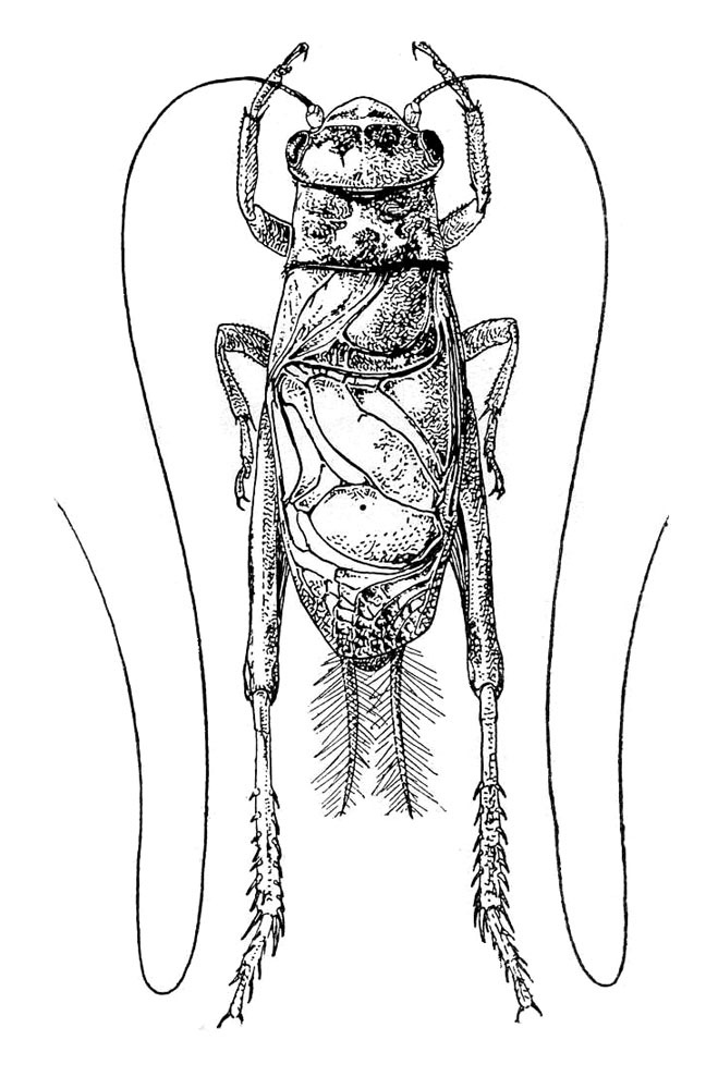 Gryllodinus kerkennensis (Finot, 1893): Fig. 304. male, dorsal view (Eugryllodes macropterus). (Otu).