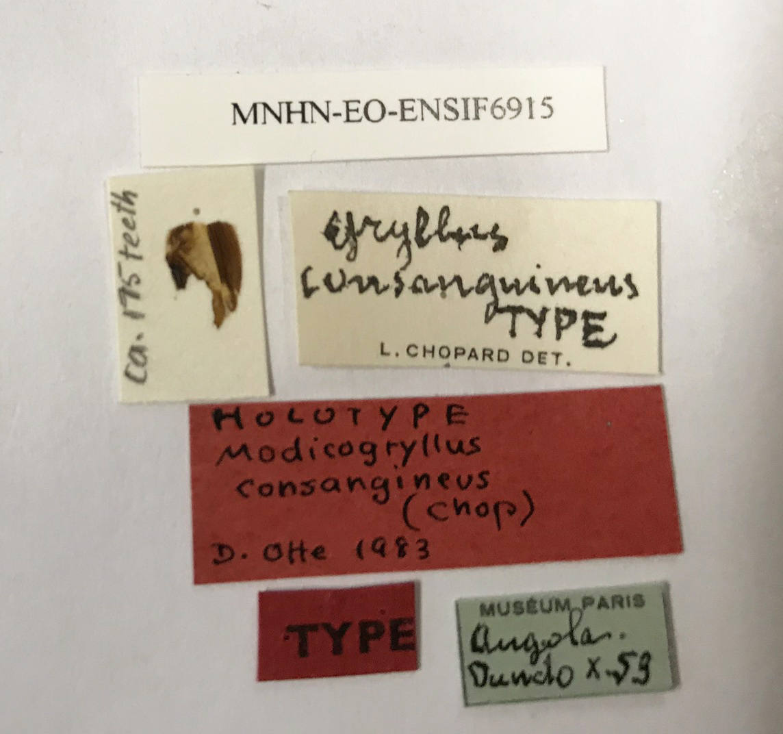 CollectionObject 1539925; 259ff488-7906-497d-a687-bfbbf3528151: labels (holotype). (CollectionObject).