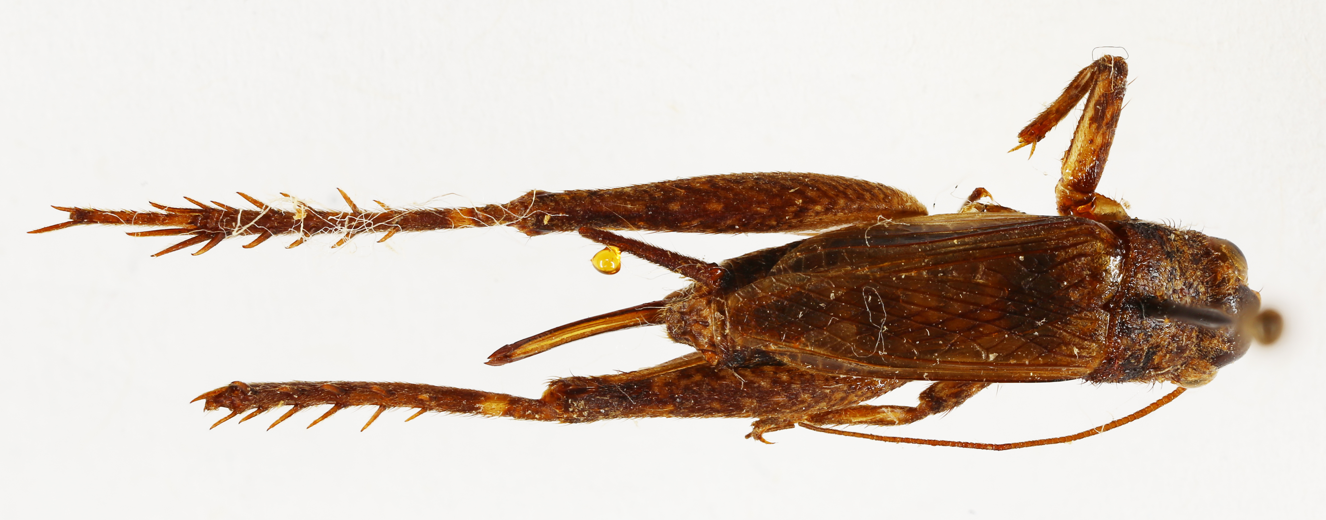 CollectionObject 1588003; 14f6a031-5ac4-4d3d-9868-14aa537bb7b6, MNHN-EO-ENSIF6899: female, dorsal view (allotype). (CollectionObject).