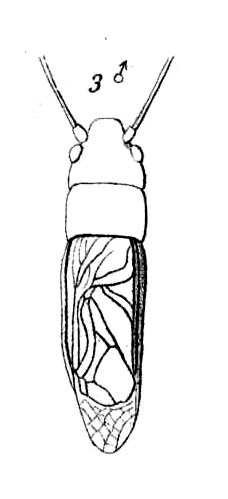 Loxoblemmus (Loxoblemmus) detectus (Serville, 1838): Pl.13, Fig.16(3). male, dorsal view. (Otu).