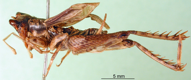 CollectionObject 1500754; b1751db0-3a00-4294-9b0f-a8b844fa6b5a, MfN Cat. Nr. 4659: male, lateral view (lectotype). (CollectionObject).