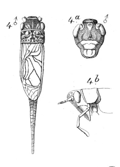 Loxoblemmus (Loxoblemmus) equestris Saussure, 1877: Pl.13, Fig.16(4). male, dorsal view and head. (Otu).