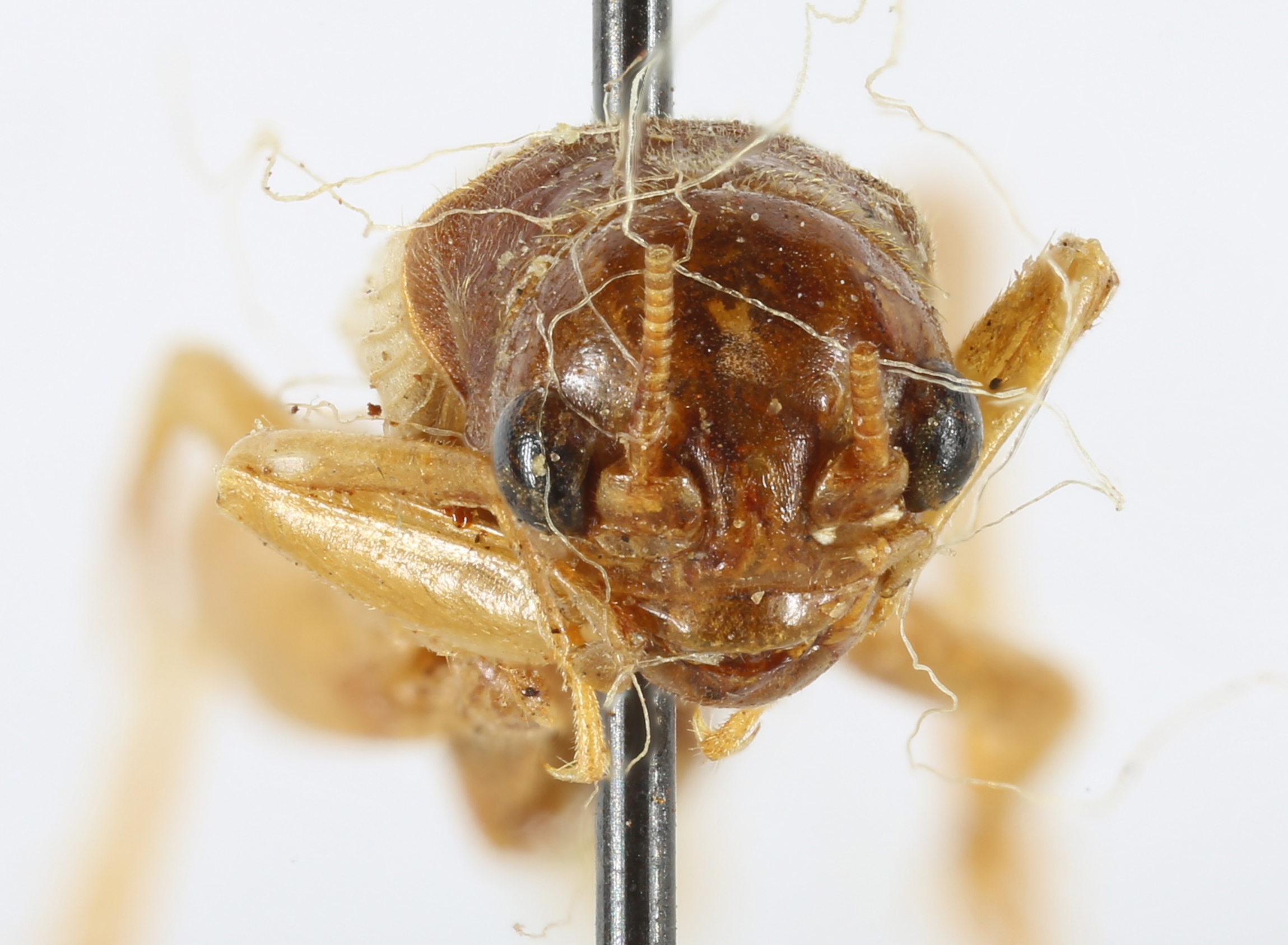 CollectionObject 1539873; 68fbbb67-b4e5-48df-9263-d4490995c461, MNHN-EO-ENSIF6989: female, face (holotype). (CollectionObject).
