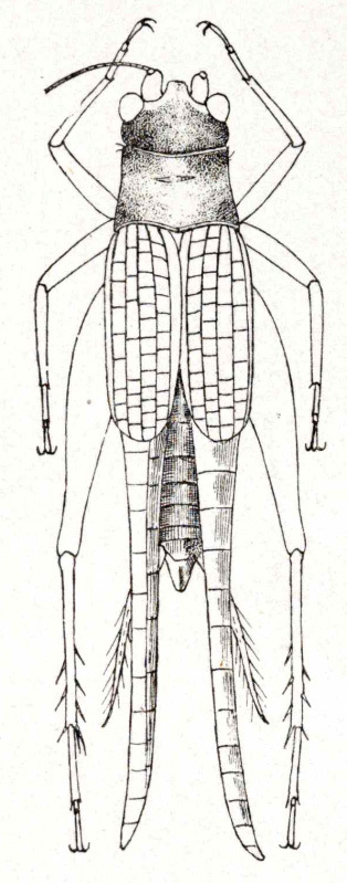 Clearidas nigriceps Stål, 1876: Fig. 8. male, dorsal view (after type). (Otu).