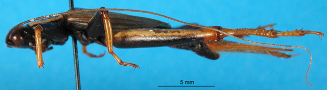 CollectionObject 1501698; 1f657f5e-e590-43b3-b370-f738433291a2: male, lateral view. (CollectionObject).