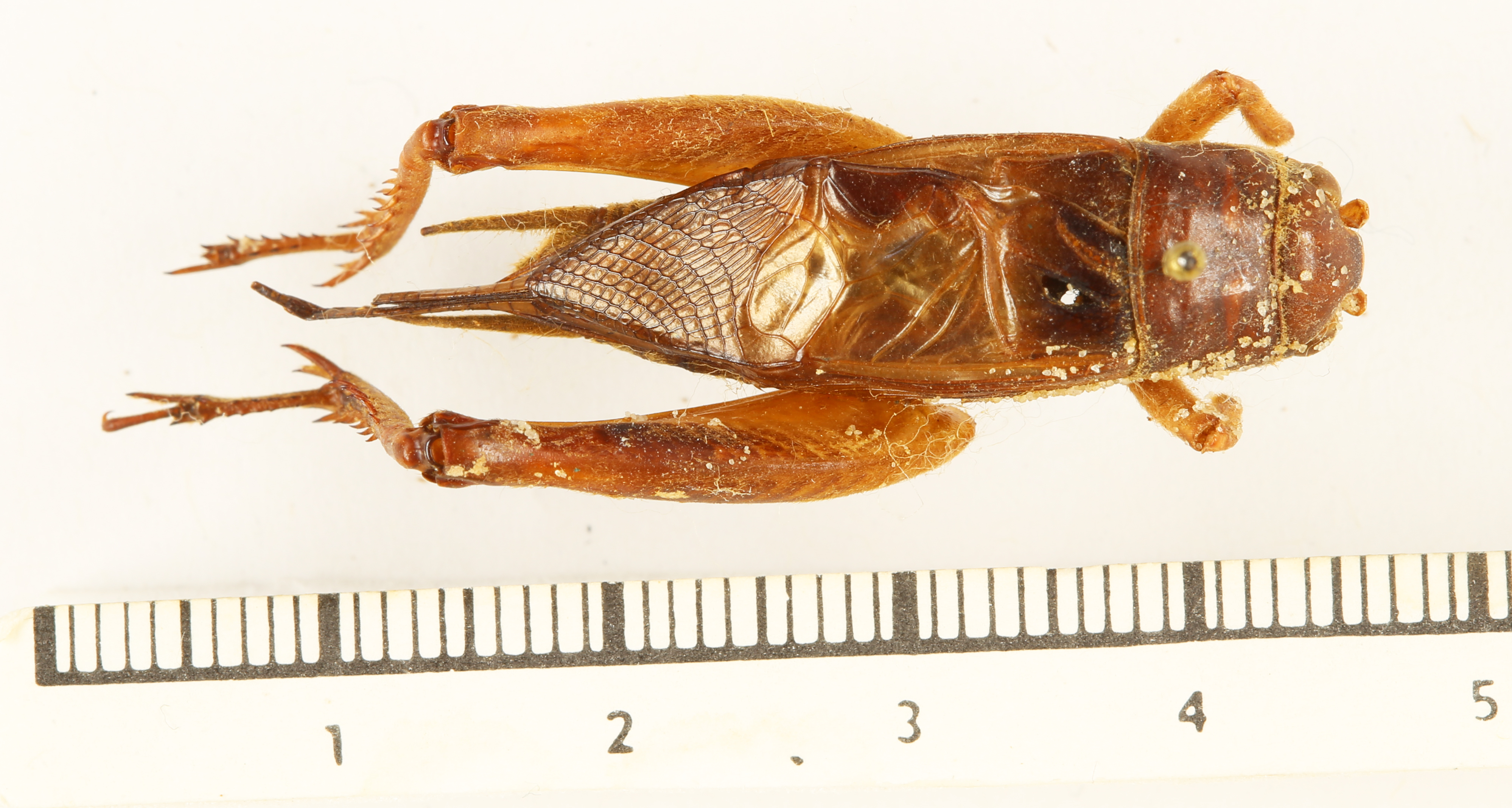 CollectionObject 1587972; 176433e3-b036-4a2d-a29e-edc1b80484c4, MNHN-EO-ENSIF6794: male, dorsal view (syntype). (CollectionObject).