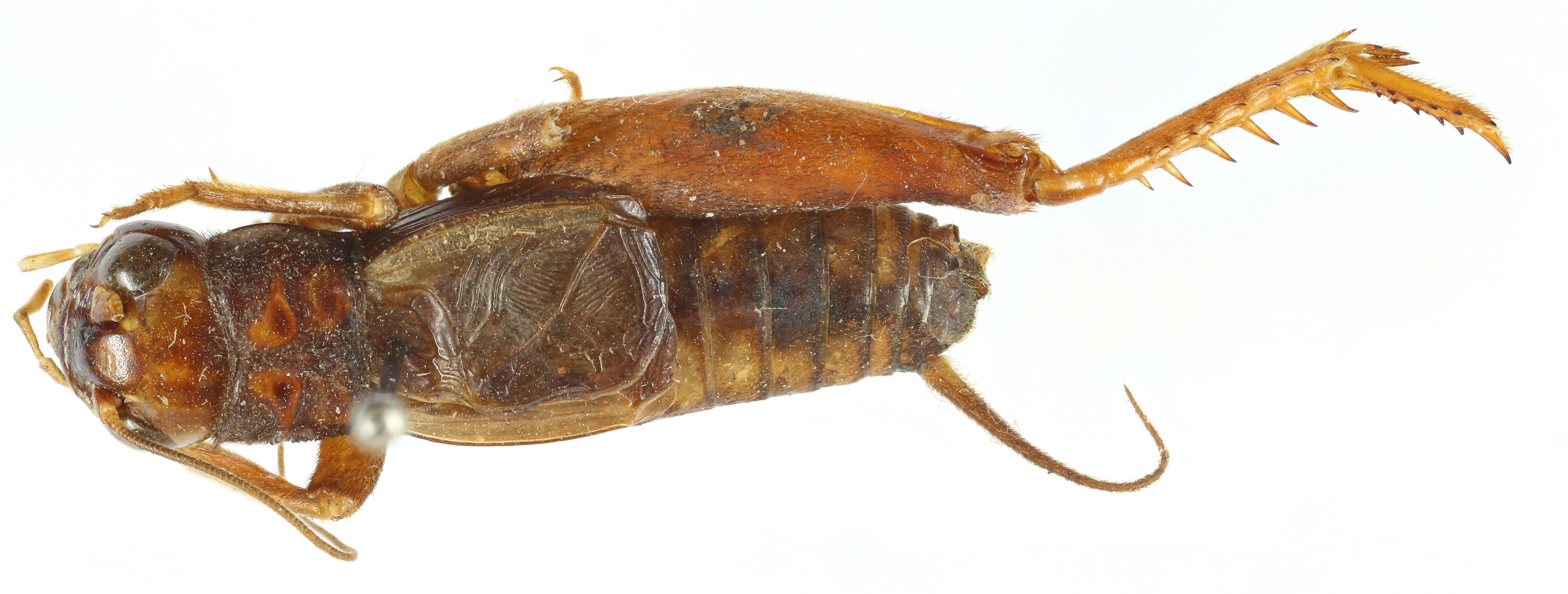 CollectionObject 1539968; 25d02107-d083-4927-90e5-129982e2d199, MNHN-EO-ENSIF6792: male, dorsal view (holotype). (CollectionObject).