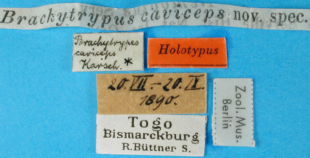 CollectionObject 1500765; 1bc69cfa-7848-462c-863d-91b022fba23f: labels (holotype). (CollectionObject).