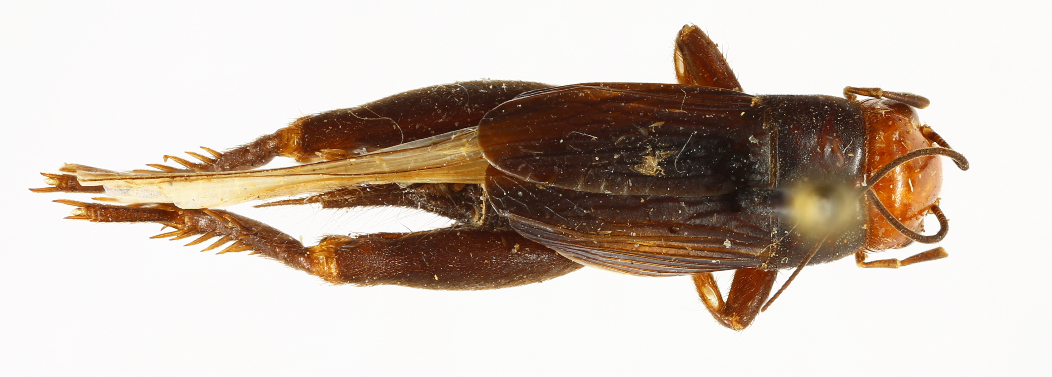 CollectionObject 1476682; bf252d59-f7f2-47c2-862d-604395dae475, MNHN-EO-ENSIF6793: male, dorsal view (holotype). (CollectionObject).