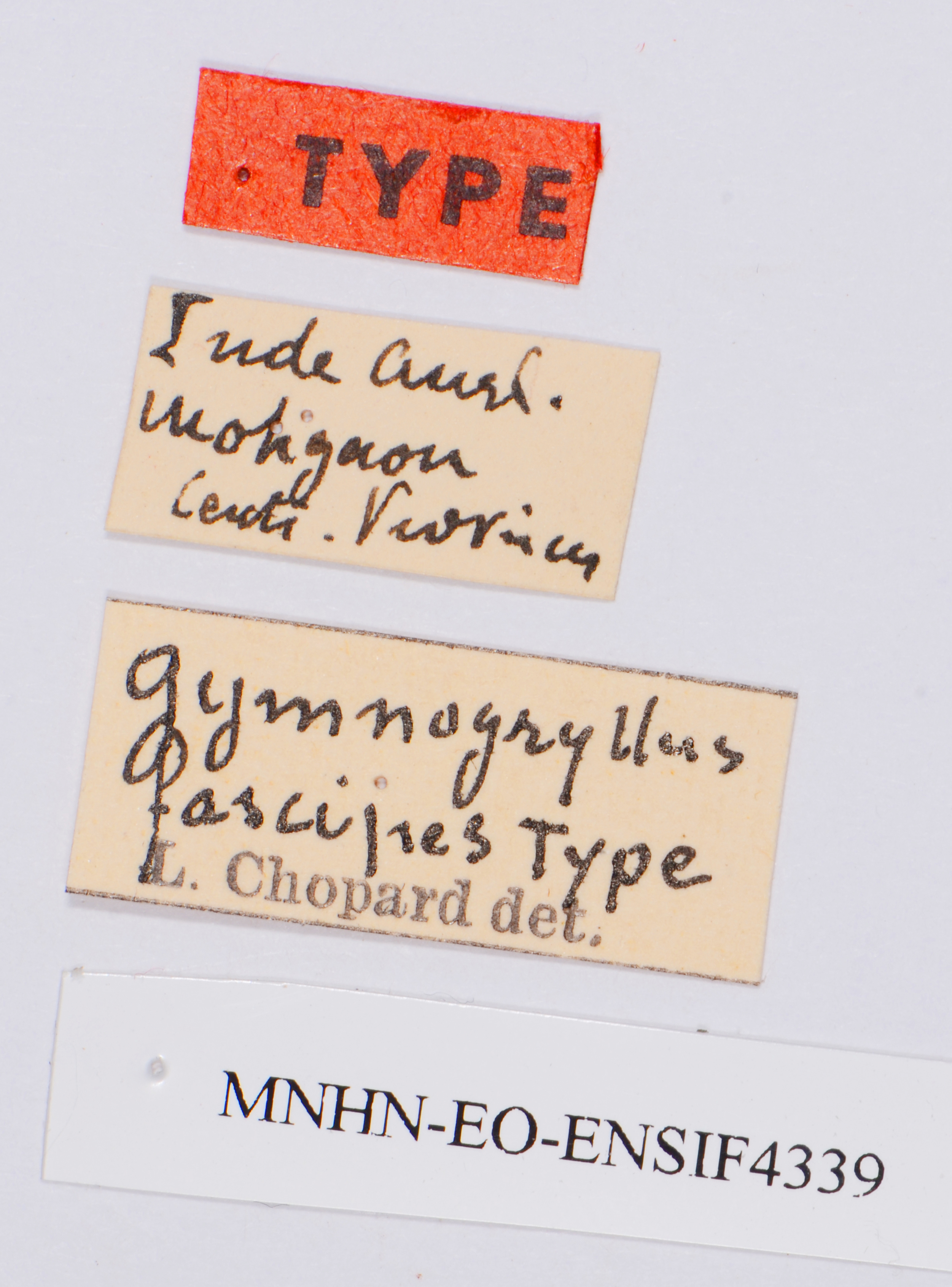 CollectionObject 1539969; 1be2542b-1223-466a-ab9c-51b66a8e4a93: labels (holotype). (CollectionObject).