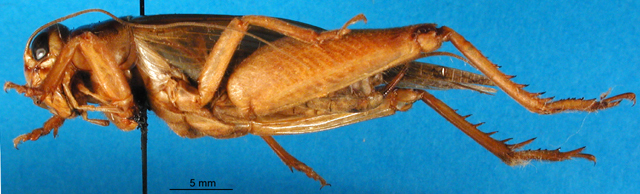 CollectionObject 1567435; afee21f5-261d-4869-87dc-458efb51d65d: male, lateral view. (CollectionObject).