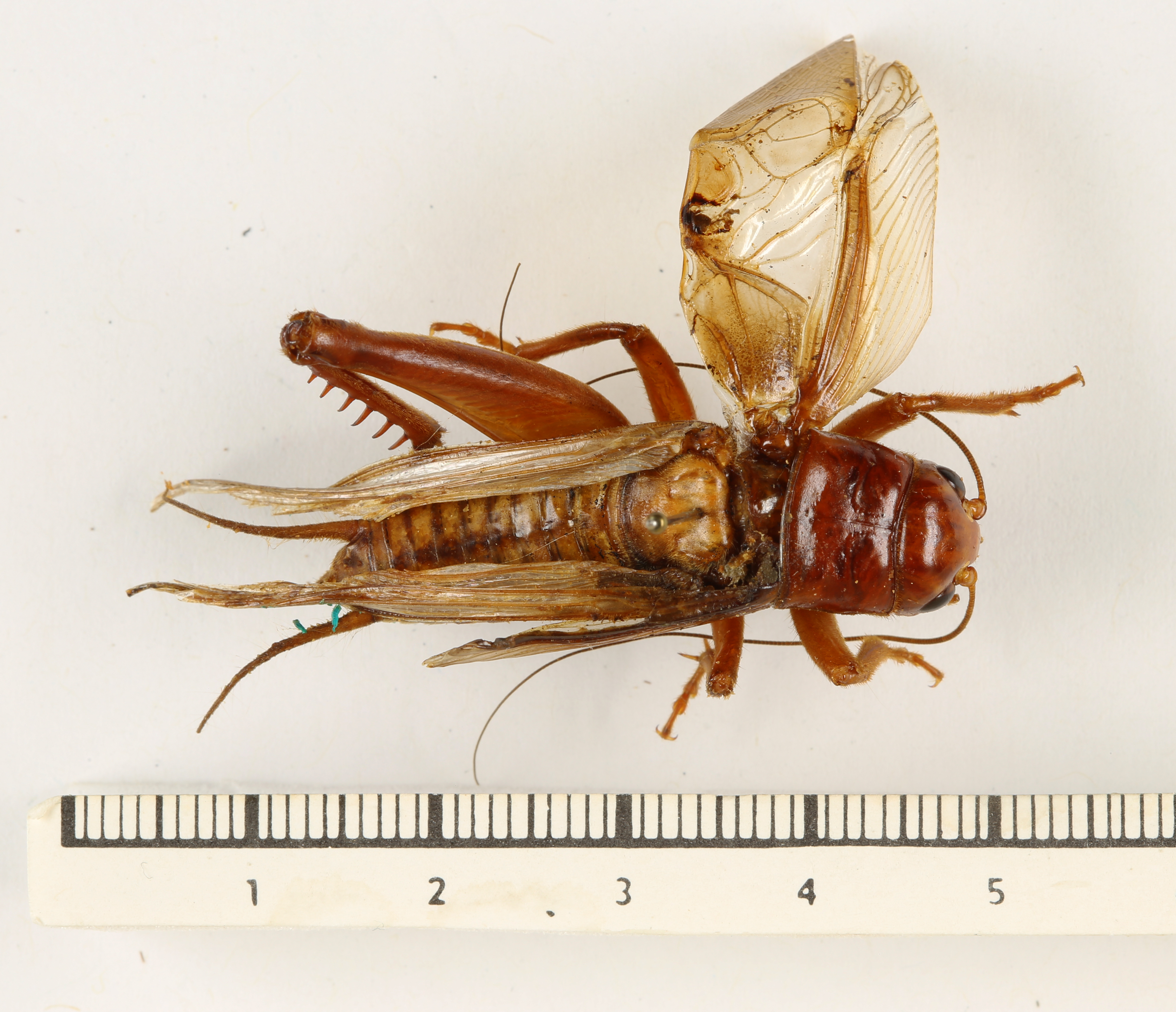 CollectionObject 1539970; MNHN-EO-ENSIF6992, 18946ca0-f4a4-4a1d-a485-f894fc2f0508: male, dorsal view (holotype). (CollectionObject).