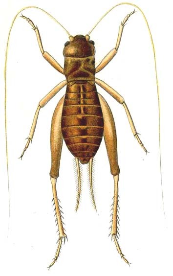 Anurogryllus (Anurogryllus) abortivus (Saussure, 1874): Pl. VII, Fig. 11. female (body length 14.2 mm). (Otu).