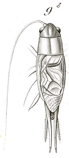 Anurogryllus (Anurogryllus) muticus (De Geer, 1773): Fig. 9. male, dorsal view. (Otu).