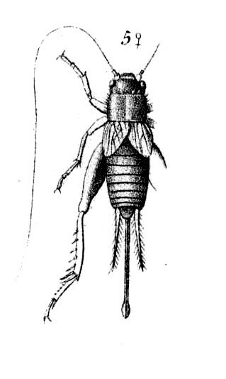 Modicogryllus (Modicogryllus) algirius algirius (Saussure, 1877): Pl. 12, Fig.11(5). female habitus. (Otu).