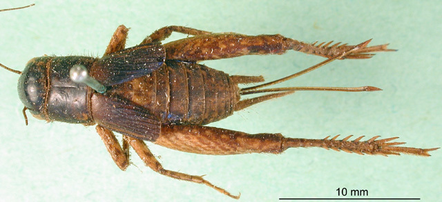 CollectionObject 1500761; d26817d4-b6f3-44ec-b809-e0af21d7954c: female, dorsal view (holotyoe). (CollectionObject).