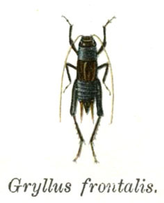 Modicogryllus (Modicogryllus) frontalis (Fieber, 1844): Pl. 10. male, dorsal view. (Otu).