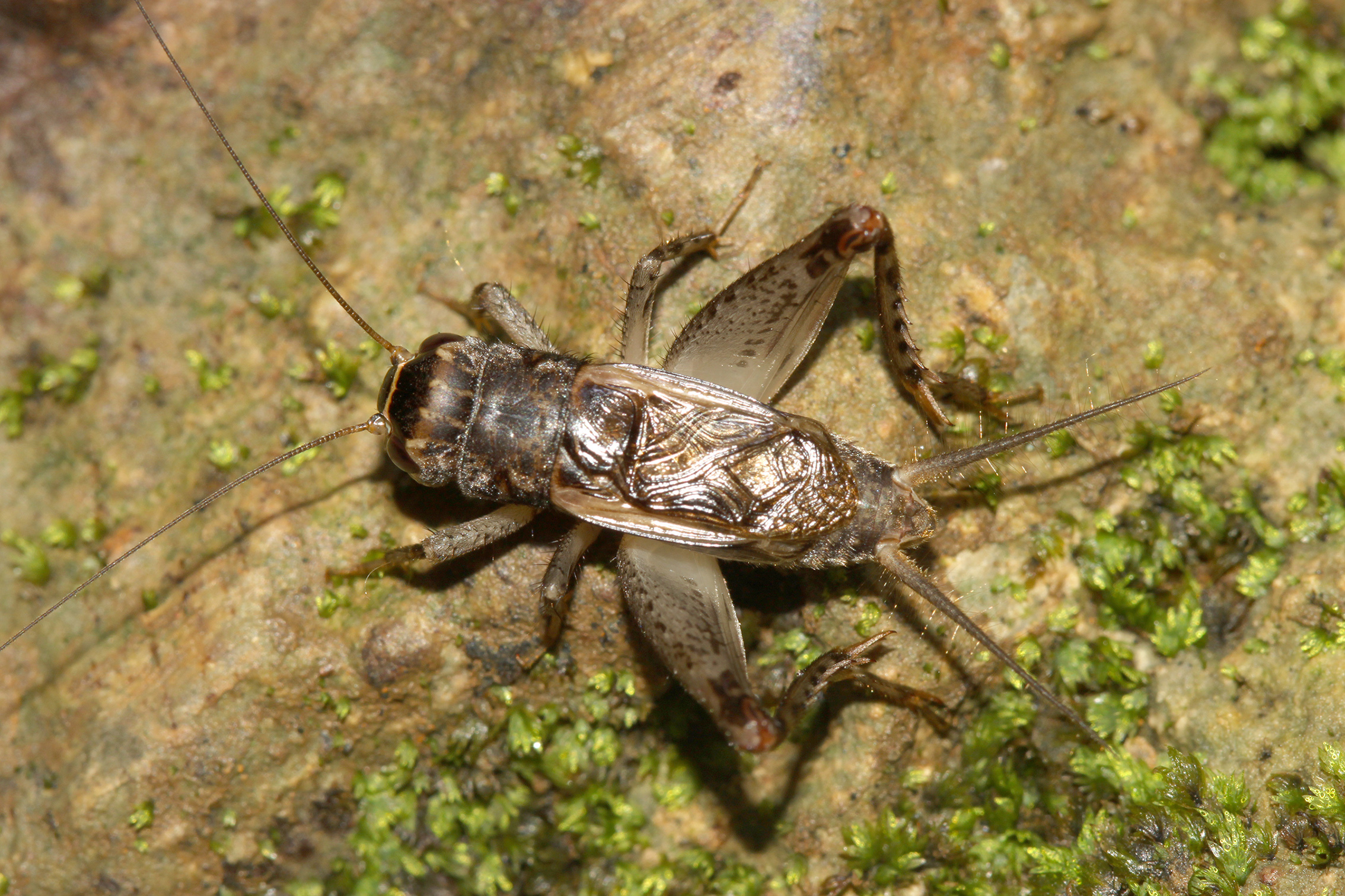 Velarifictorus (Velarifictorus) aspersus (Walker, 1869): male (Siargao Island, 15 October 2018). (Otu).