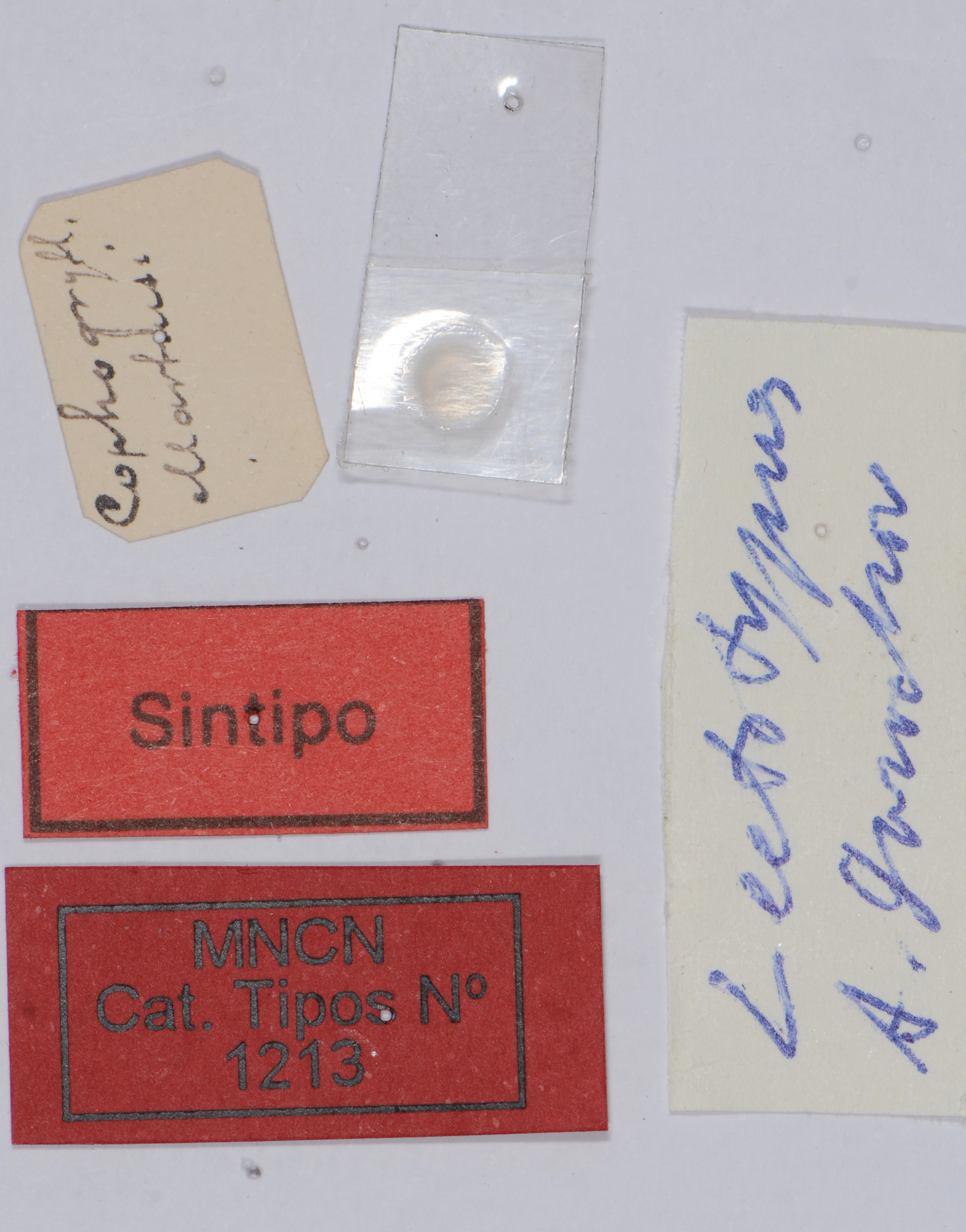 CollectionObject 1535245; e41944f8-30df-4517-a6cd-c214acb0c3f5: labels (syntype). (CollectionObject).