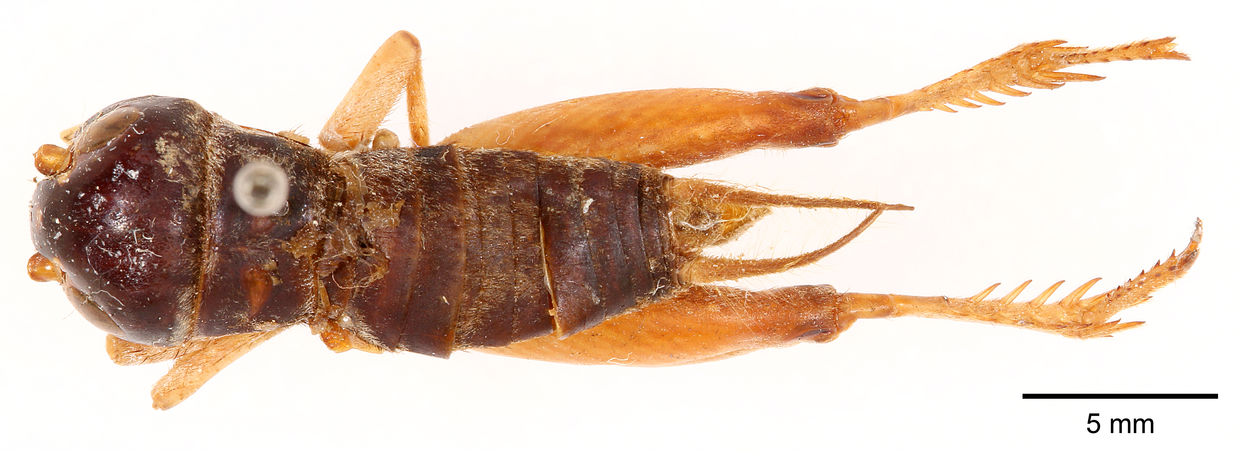 CollectionObject 1522842; 0c3b2870-8d6b-4721-ad69-aa83e8991155: male, dorsal view (holotype). (CollectionObject).