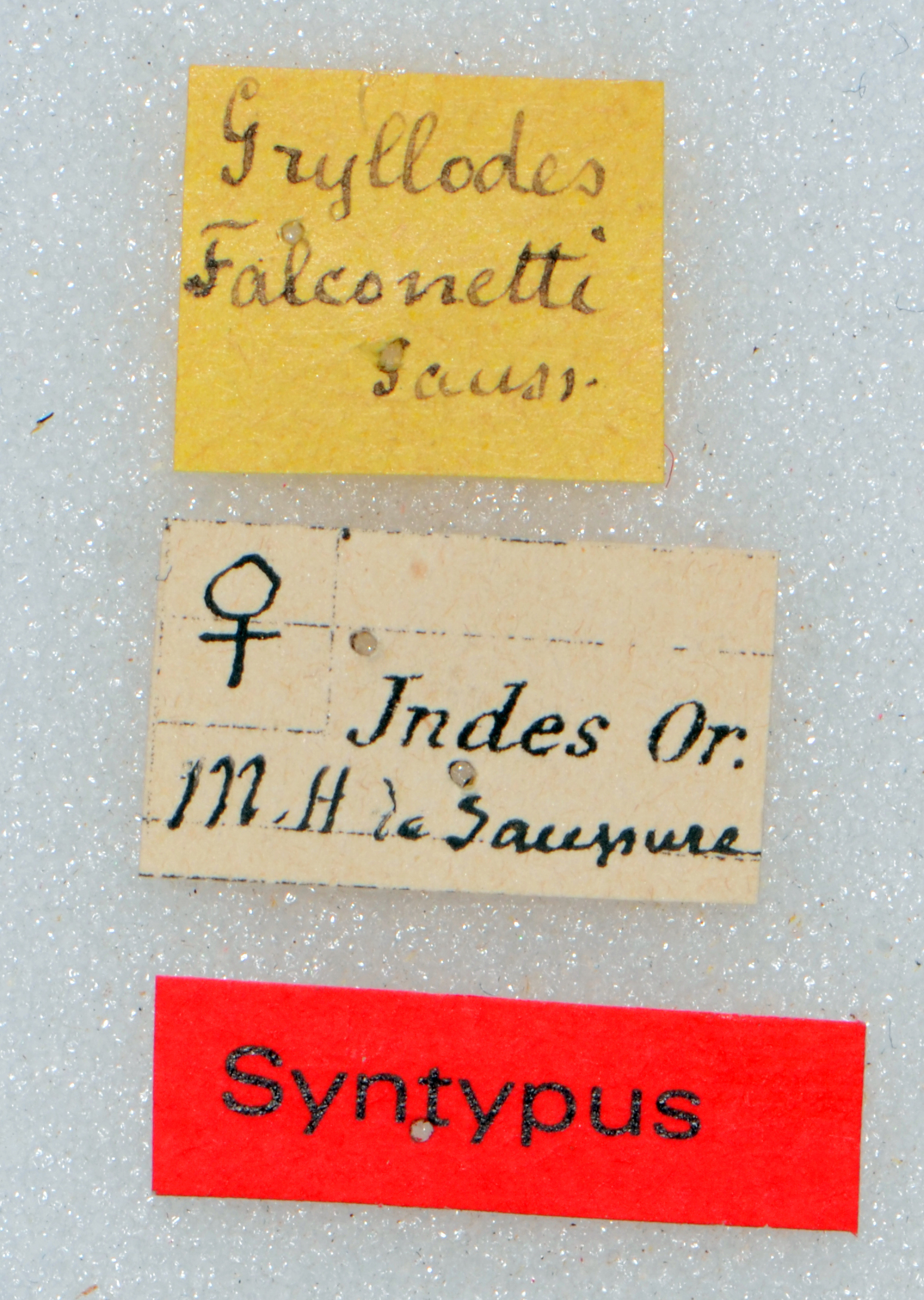 CollectionObject 1505991; ef734eb6-14b0-4c76-8aee-08e546cf7248: labels (syntype). (CollectionObject).