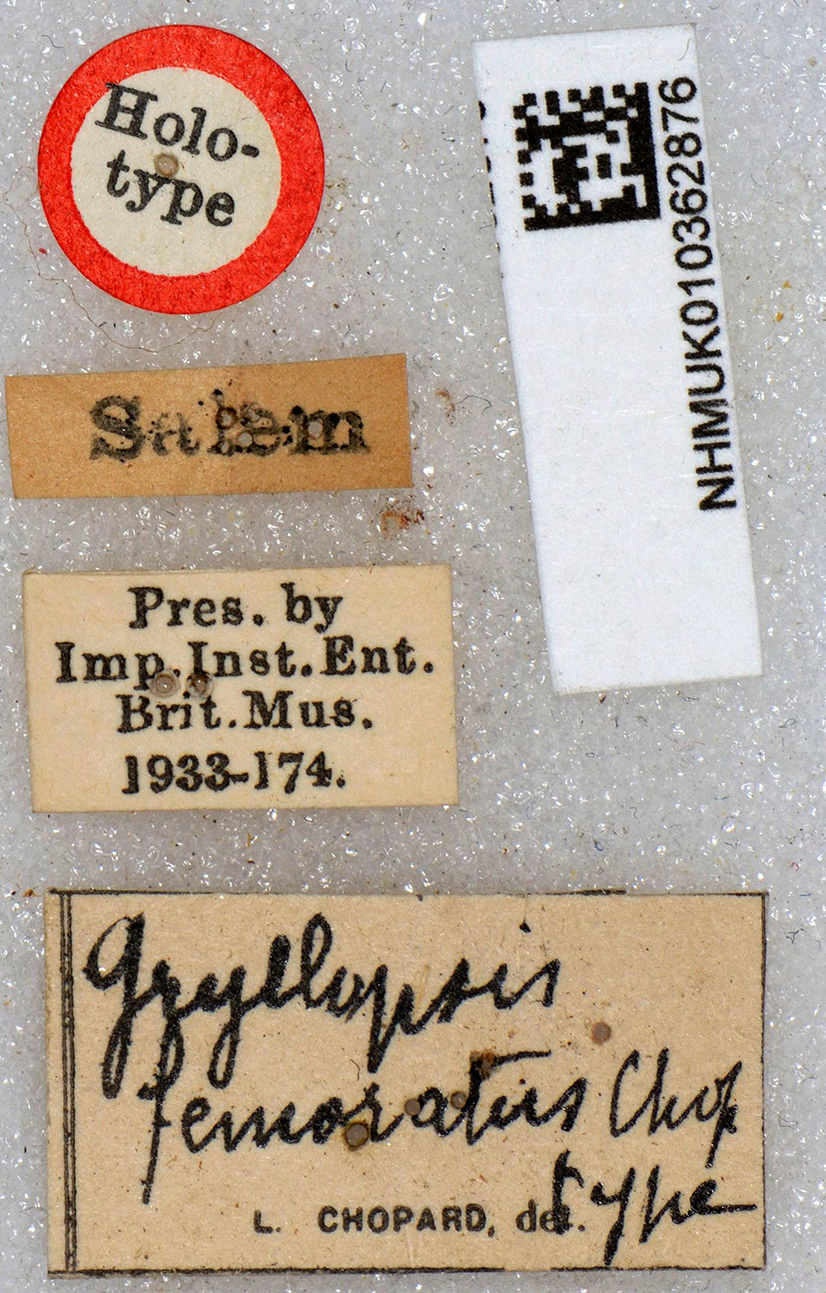 CollectionObject 1517713; 094b6760-1212-4edc-a282-4ec00cc53a16: labels (holotype). (CollectionObject).