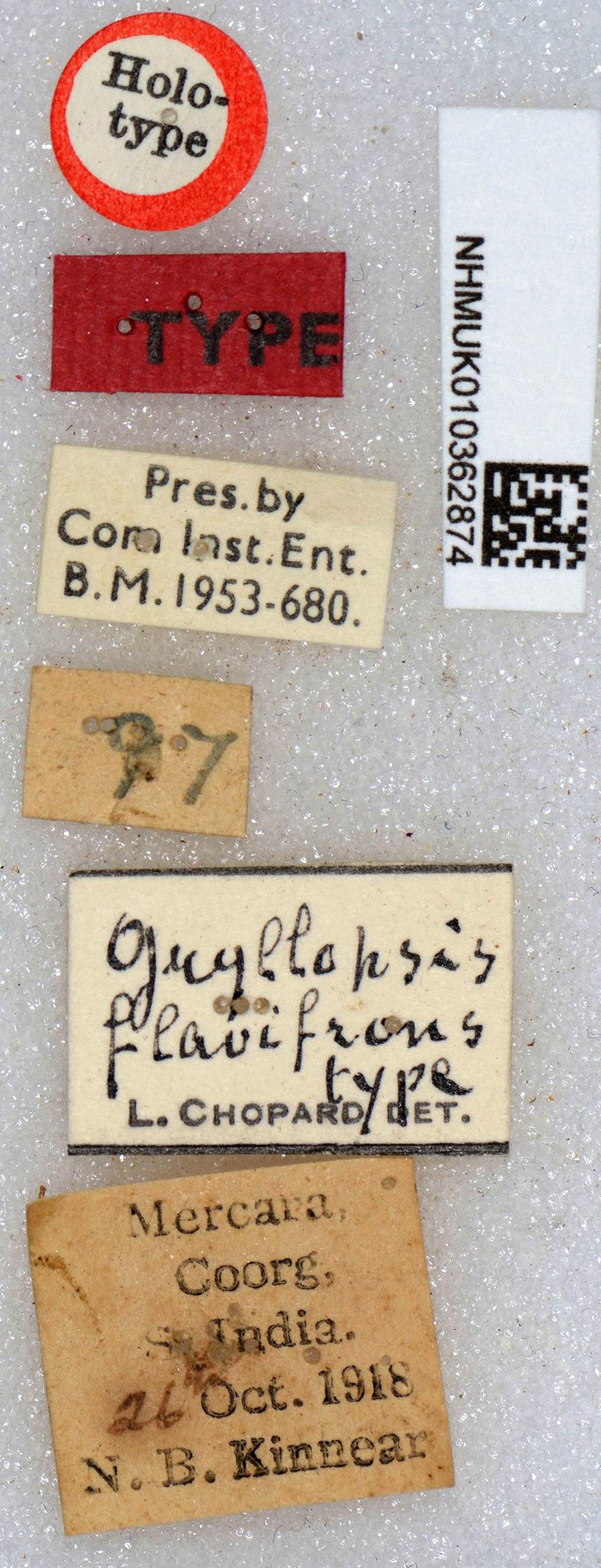 CollectionObject 1517714; cf0efceb-d978-4e60-a8b6-1c885cc5bf8c: labels (holotype). (CollectionObject).