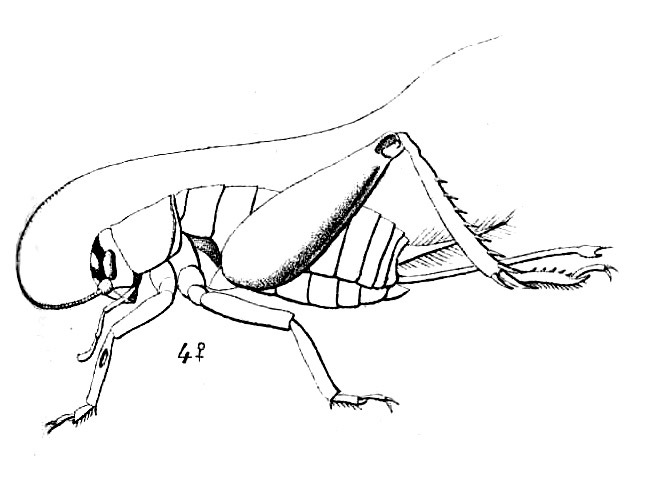 Gryllopsis furcata (Saussure, 1877): Pl. 13, Fig. 12(4). female, lateral view. (Otu).