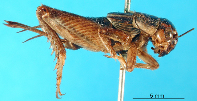 CollectionObject 1500753; 4c5d89ef-fe40-45eb-9a2c-6ac3416c821b: female, lateral view (holotype). (CollectionObject).