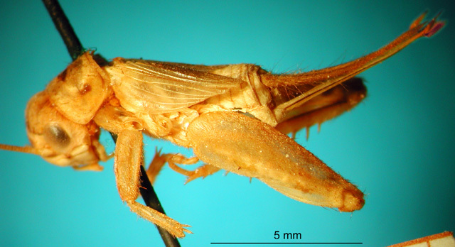 CollectionObject 1530871; 4a82c11e-a076-4f8f-a530-23e31440549c: female, lateral view (syntype). (CollectionObject).