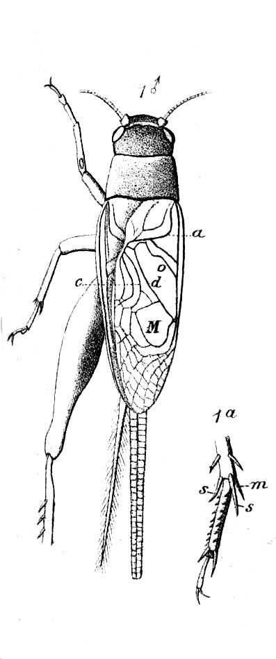 Lepidogryllus parvulus (Walker, 1869): Pl. 12, Fig. 11(1-2), as Gryllus lepidus. male, dorsal view and end of hind tibia. (Otu).