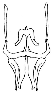 Modicoides royi (Chopard, 1954): Fig. 38. male copulatory organ. (Otu).