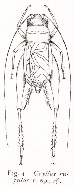 Mombasina rufulus (Chopard, 1932): male, dorsal view (body length 11.5 mm, pronotum 2.5 mm, tegmina 6.5 mm). (Otu).