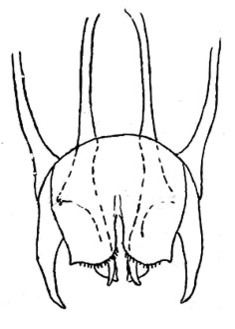 Nimbagryllus lamottei (Chopard, 1954): Fig. 21. male copulatory organ. (Otu).