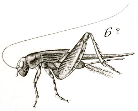Miogryllus convolutus (Johannson, 1763): Fig. 6. female habitus (Gryllus pusillus). (Otu).