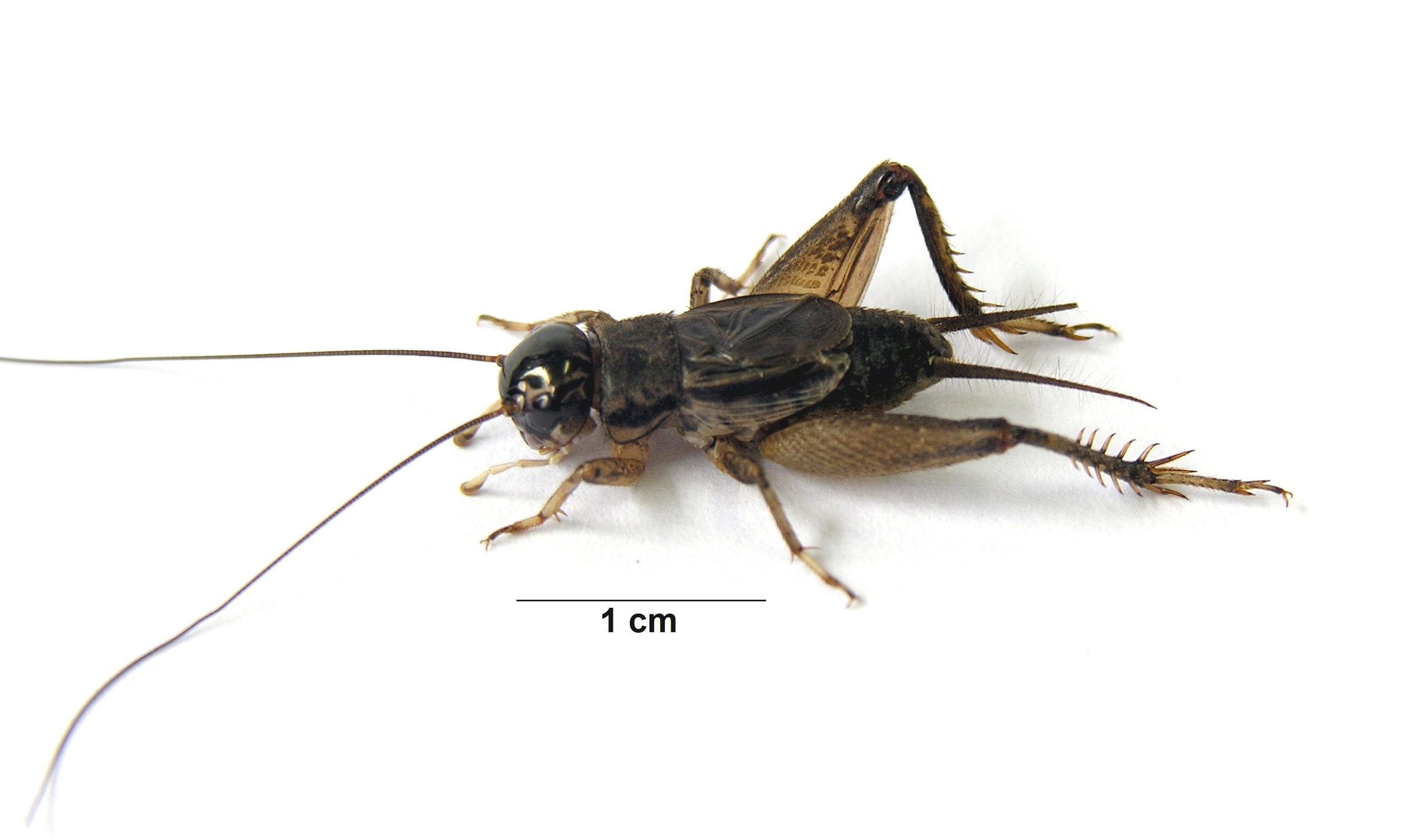 Miogryllus piracicabensis Piza, 1960: M. piracicabensis - adult male. (Otu).