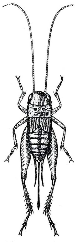 Miogryllus verticalis (Serville, 1838): Fig. 236. female (body length 11-17 mm, ovipositor 7.2-12 mm). (Otu).