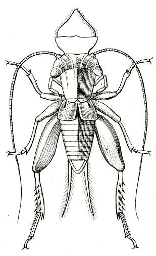 Sciobia (Sciobia) lusitanica (Rambur, 1838): Pl. IX, Fig. 11. male. (Otu).