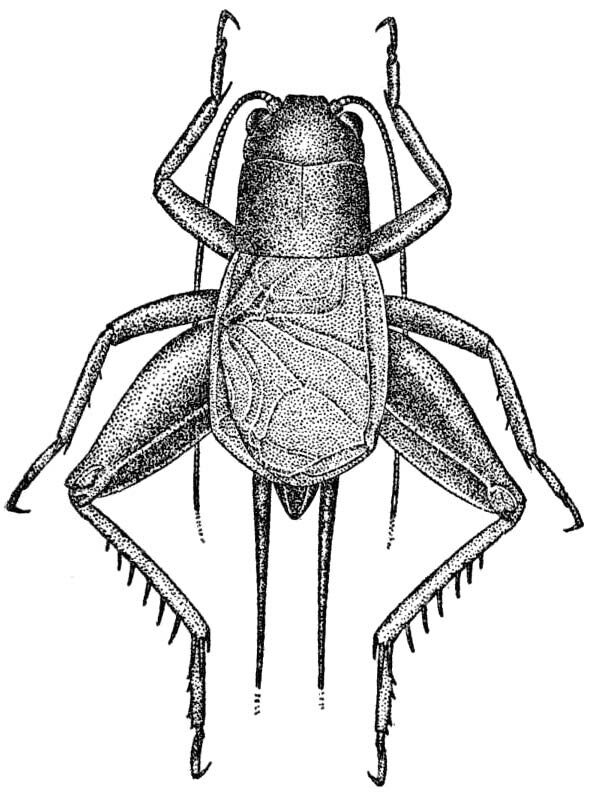 Gryllita arizonae Hebard, 1935: Pl. 7 fig. 6. male, dorsal view, (body length 12.4mm, pronotum 2.7mm, femur 8.3mm). (Otu).